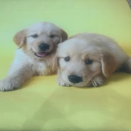 Rosa House 볼로냐