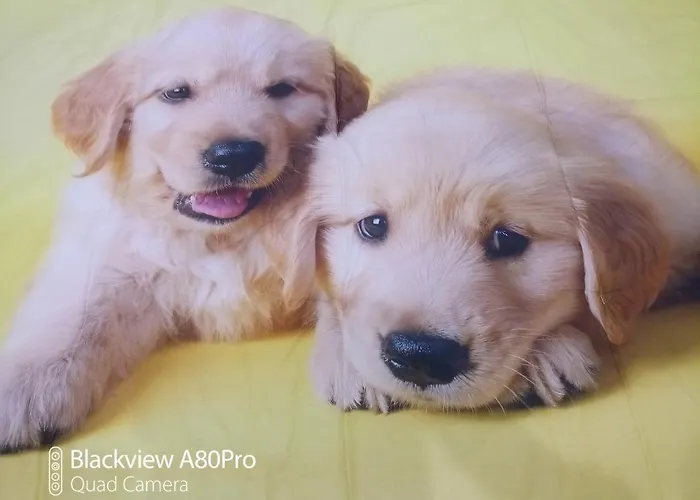 Bed & Breakfast Rosa House Bologna