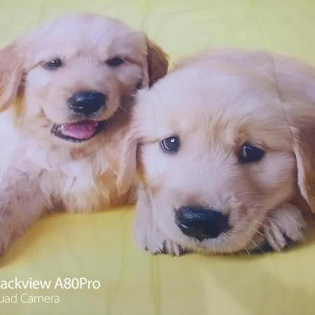 Alojamento de Acomodação e Pequeno-almoço Rosa House Bolonha