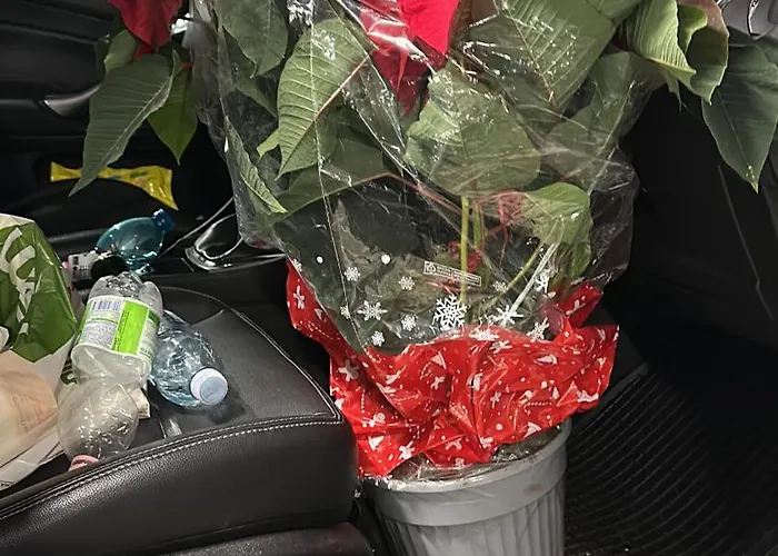 住宿加早餐酒店 Rosa House