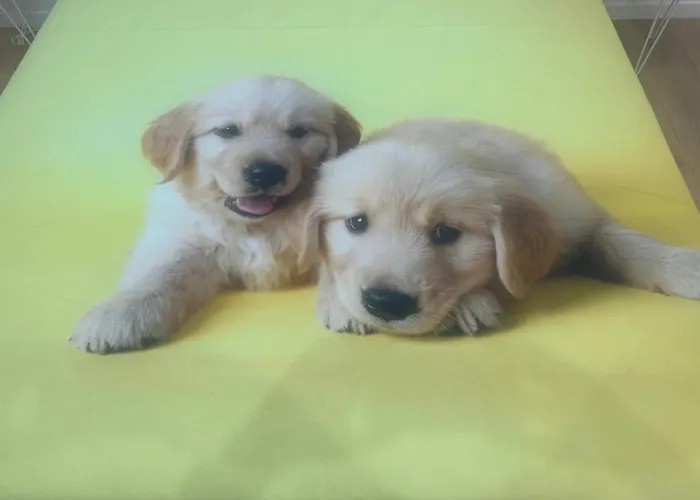 Rosa House ボローニャ